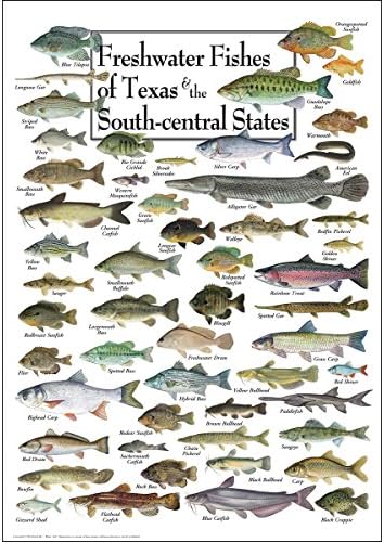 Земята на Небето + Вода - Сладководни риби Тексас и на Юг - Плакати